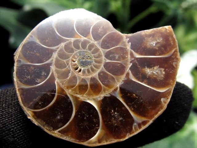 アンモナイト 大 24cm 3kg アンモナイト化石 大型 螺旋状 約30cm アンモナイト化石 大型 螺旋状