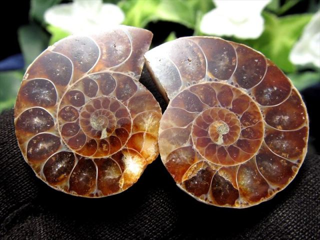 対になったミニサイズ 3A アンモナイト スライス 約3g-10g前後 2枚