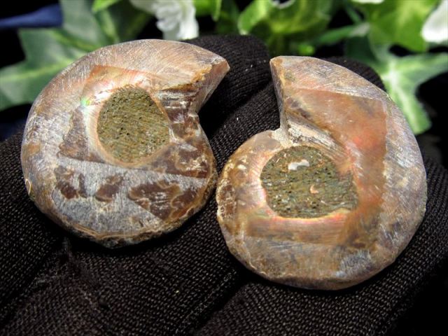 対になったミニサイズ 3A アンモナイト スライス 約3g-10g前後 2枚