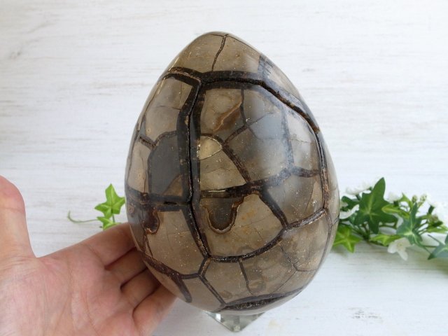 セプタリアン 特大サイズ卵 まるで恐竜の卵！別名 ドラゴンストーン セプタリアン 巨大