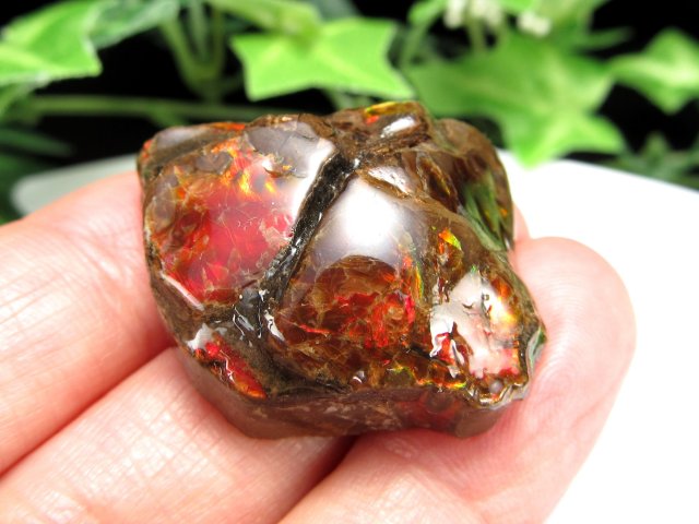 アンモライト 標本 両面 アンモナイト ドラゴンスキン おまけ 高発色