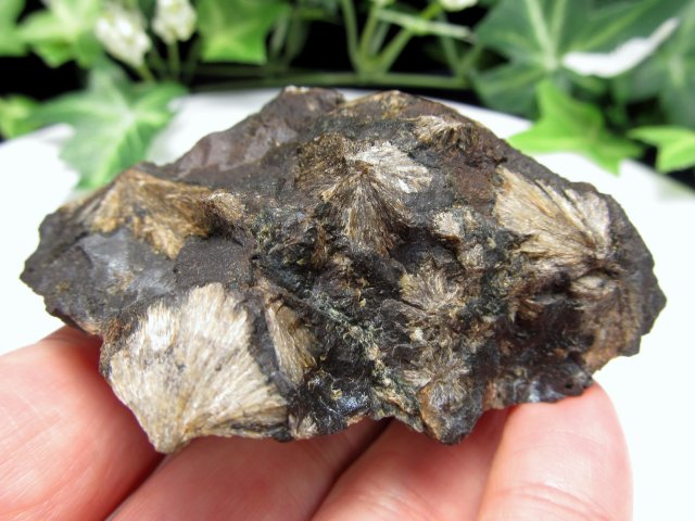 希少 国産原石 頑火輝石 エンスタタイト 原石 重さ110g 見事な放射状の
