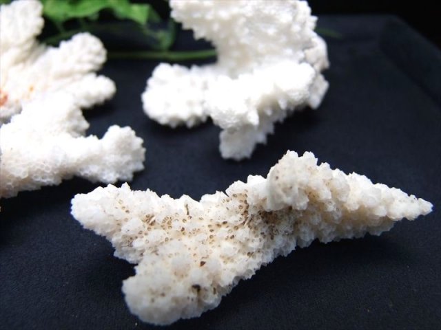 美しい海の宝石 ホワイト コーラル 原木 重さ約30g-60g 1個売り 白