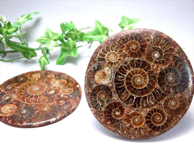 高品質 完全体タイプ 5A アンモナイト化石 円形スライス 直径約75mm-80mm前後 幸運を呼び込む石 1つ1つに宿るそれぞれの古の記憶 コースタ―やインテリアにも
