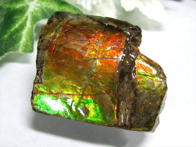 5A アンモライト 原石 最大幅約28mm 重さ約8.8g 1点物 生物起源の宝石 幸運を呼び込む石 フロートコレクションケース付き 極上一点物 カナダ産