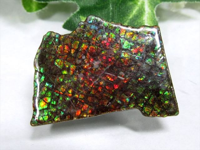 5A アンモライト ドラゴンスキン 竜の鱗 原石 最大幅約28mm 重さ約2.1g 1点物 生物起源の宝石 幸運を呼び込む石 フロートコレクションケース付き 極上一点物