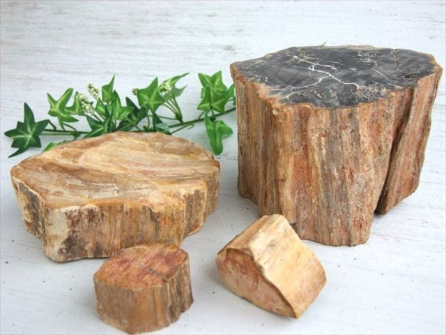 一面磨き 珪化木 ペトリファイドウッド 原石 重さ300g-400g 1個売り