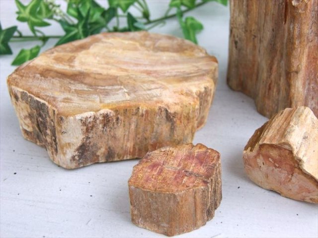 一面磨き 珪化木 ペトリファイドウッド 原石 重さ300g-400g 1個売り