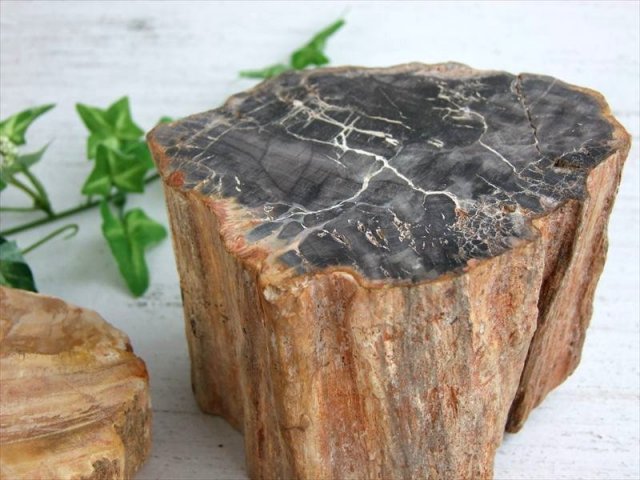 一面磨き 珪化木 ペトリファイドウッド 原石 重さ500g-600g 1個売り