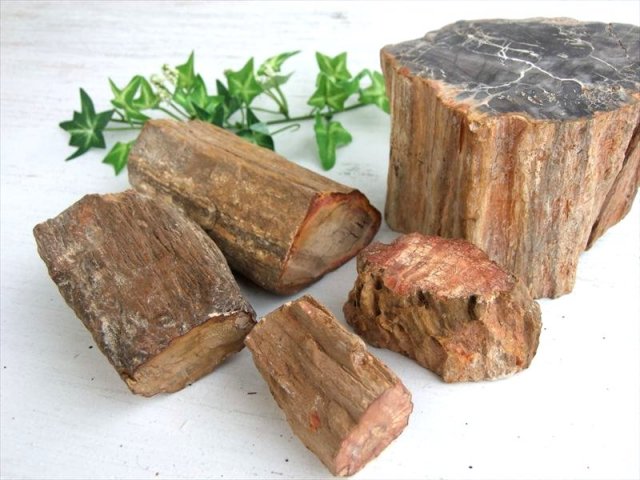 一面磨き 珪化木 ペトリファイドウッド 原石 重さ500g-600g 1個売り