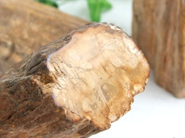 一面磨き 珪化木 ペトリファイドウッド 原石 重さ300g-400g 1個売り