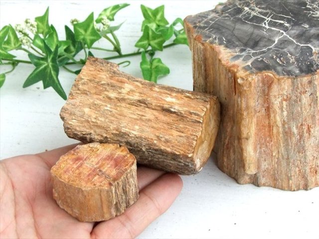 一面磨き 珪化木 ペトリファイドウッド 原石 重さ500g-600g 1個売り