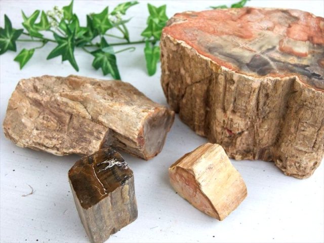 一面磨き 珪化木 ペトリファイドウッド 原石 重さ500g-600g 1個売り