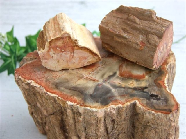 一面磨き 珪化木 ペトリファイドウッド 原石 重さ500g-600g 1個売り