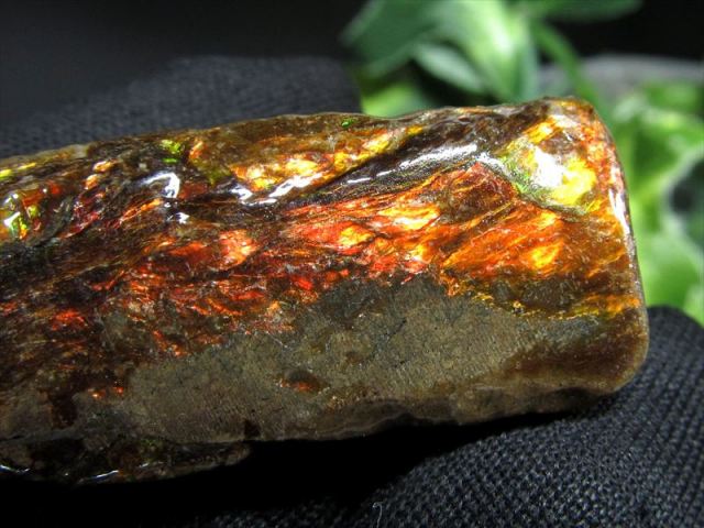 4A アンモライト 原石 最大幅35.5mm 重さ7.9g 1点物 生物起源の宝石