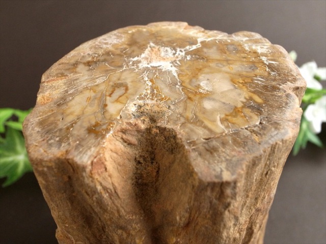 一面磨き 珪化木 ペトリファイドウッド 原石 最大幅 114mm 重さ 1114g 神秘なる大自然の力 ウッドストーン 博愛・真心・希望 木の化石 マダガスカル産