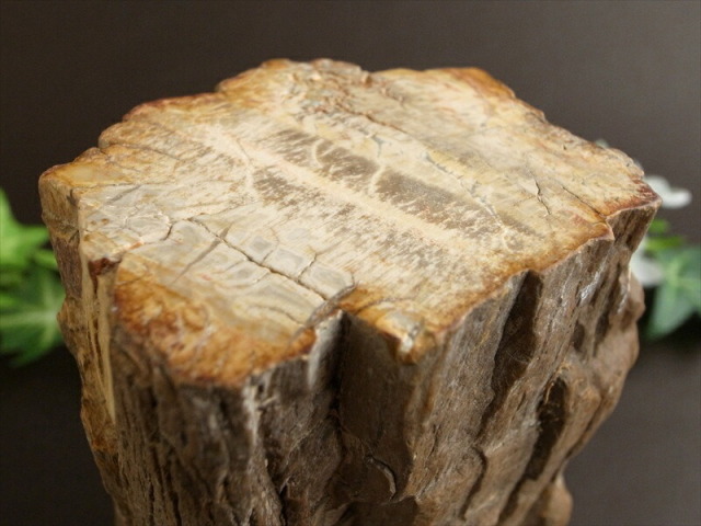 一面磨き 珪化木 ペトリファイドウッド 原石 最大幅 135mm 重さ 1031g 神秘なる大自然の力 ウッドストーン 博愛・真心・希望 木の化石 マダガスカル産