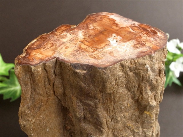 一面磨き 珪化木 ペトリファイドウッド 原石 最大幅 122mm 重さ 1167g