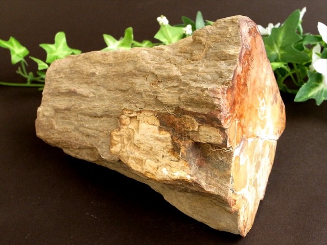 一面磨き 珪化木 ペトリファイドウッド 原石 最大幅 122mm 重さ 1167g