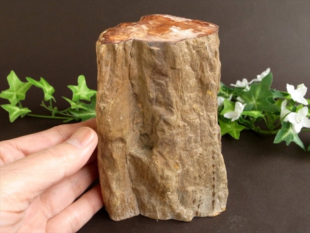 一面磨き 珪化木 ペトリファイドウッド 原石 最大幅 122mm 重さ 1167g