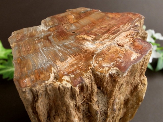 一面磨き 珪化木 ペトリファイドウッド 原石 最大幅 108mm 重さ 1410g