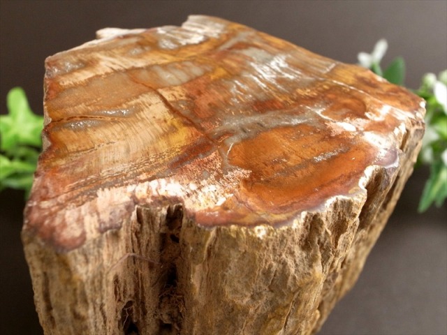 一面磨き 珪化木 ペトリファイドウッド 原石 最大幅 108mm 重さ 1410g