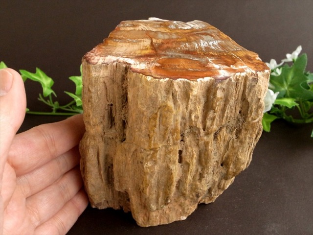 一面磨き 珪化木 ペトリファイドウッド 原石 最大幅 108mm 重さ 1410g