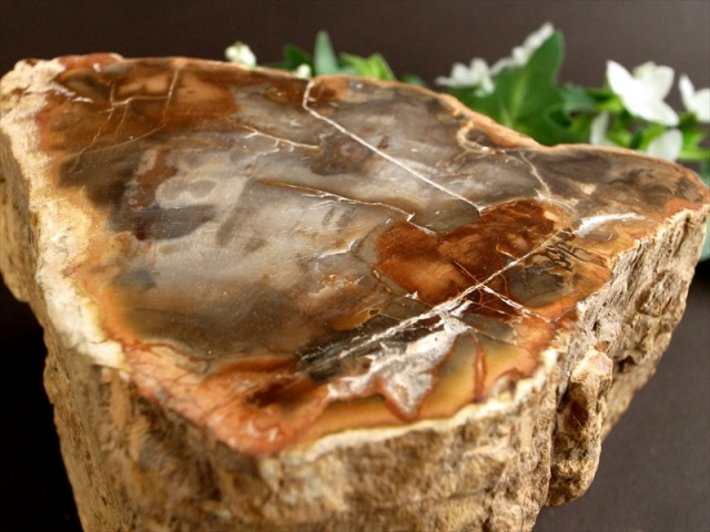 一面磨き 珪化木 ペトリファイドウッド 原石 最大幅 130mm 重さ 1503g 神秘なる大自然の力 ウッドストーン 博愛・真心・希望 木の化石 マダガスカル産