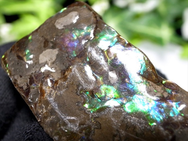 3A アンモライト 原石 最大幅約41mm 重さ約18.2g 1点物 生物起源の宝石 幸運を呼び込む石 フロートコレクションケース付き 極上一点物 カナダ産