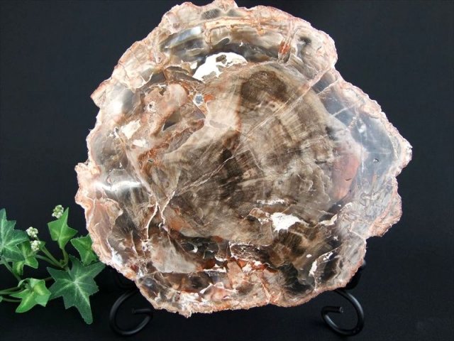 アイアン台座付き 珪化木 ペトリファイドウッド プレート 置物 最大幅 161mm 重さ 1228g 神秘なる大自然の力 ウッドストーン 博愛・真心・希望 木の化石