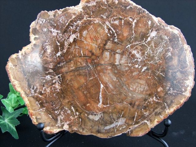 アイアン台座付き 珪化木 ペトリファイドウッド プレート 置物 最大幅 180mm 重さ 855g 神秘なる大自然の力 ウッドストーン 博愛・真心・希望 木の化石