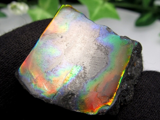 3A アンモライト 原石 最大幅約28mm 重さ約5.8g 1点物 生物起源の宝石 幸運を呼び込む石 フロートコレクションケース付き 極上一点物 カナダ産