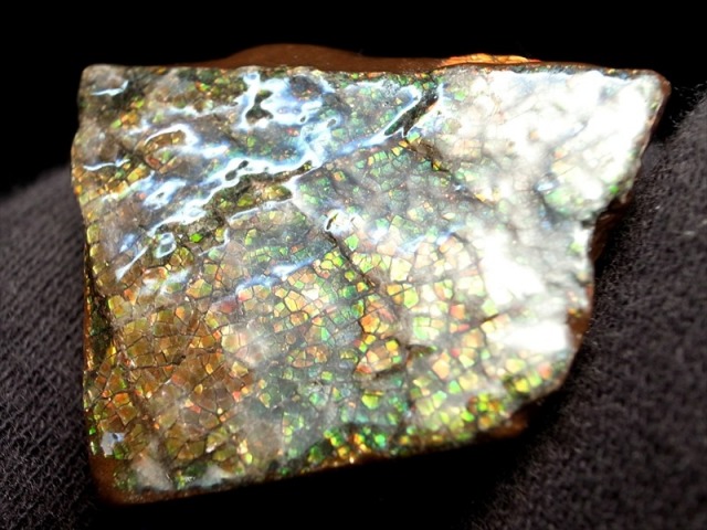 3A アンモライト 原石 最大幅約30mm 重さ約15.8g 1点物 生物起源の宝石 幸運を呼び込む石 フロートコレクションケース付き 極上一点物 カナダ 産