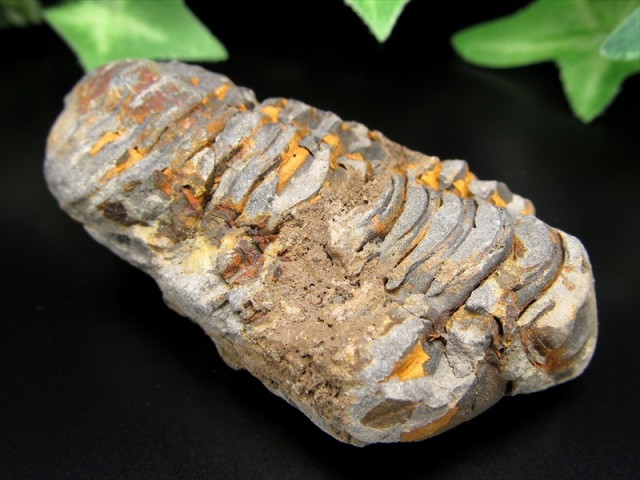 三葉虫 化石 最大幅58mm 重さ35.7g 太古の海の支配者 福を呼ぶ縁起物 アサフス コレクション 示準化石 化石標本 一点もの モロッコ産 パワーストーン 天然石
