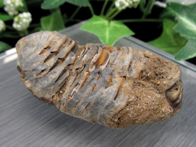 三葉虫 化石 最大幅59mm 重さ36.7g 太古の海の支配者 福を呼ぶ縁起物 アサフス コレクション 示準化石 化石標本 一点もの モロッコ産 パワーストーン 天然石