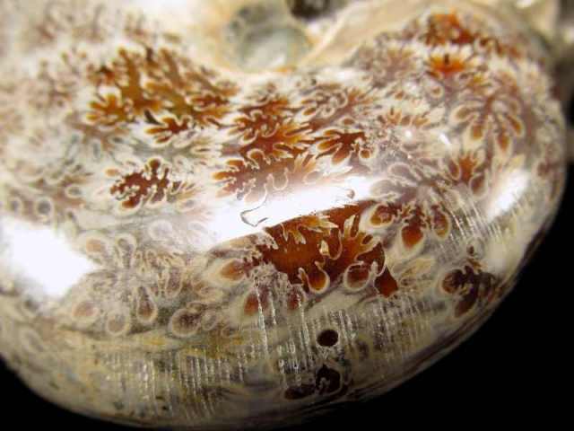 美しい枝のようなパターン テンドリック アンモナイト 化石 幅