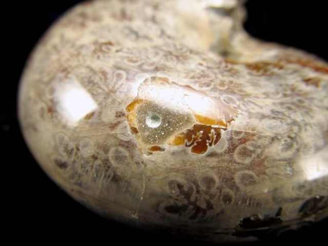 美しい枝のようなパターン テンドリック アンモナイト 化石 幅92mm 重