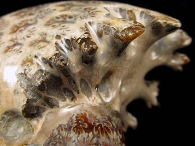 美しい枝のようなパターン テンドリック アンモナイト 化石 幅92mm 重