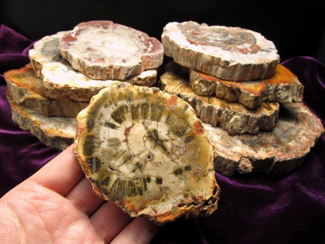 P4☆特選一品☆希少☆木化石【15-15.5mmペトリファイドウッド珪化 