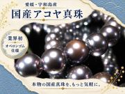 レッド系 ピーコックカラー 国産 アコヤ真珠 ブレスレット 約6mm-6.5mm×30珠前後 パール ギャランティカード付属 愛媛県宇和島産 パワーストーン 天然石