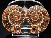 しっかり隔壁の4Aタイプ アンモナイト スライス化石 ポーチ付き 約110g-120g 2枚セットの重さ 幸運を呼び込む石 遊色アンモナイト化石 時の瞑想者
