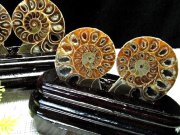 台座付き2枚セット アンモナイト スライス化石 専用木製台座付き 約80g-100g 2枚セットの重さ 幸運を呼び込む石 遊色効果 アンモナイト化石 生物起源の宝石