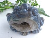 動物系