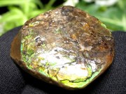 3A アンモライト 原石 最大幅約32mm 重さ約7.6g 1点物 生物起源の宝石 幸運を呼び込む石 フロートコレクションケース付き 極上一点物 カナダ産