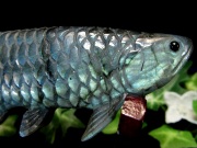 美しいブルー系シラー アロワナ ラブラドライト 置物 台座付 幅約120mm 重さ約192g 龍魚と呼ばれる古代魚 権力や繁栄、事業の発展の意味を持つモチーフ