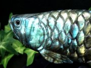 美しいブルー系シラー アロワナ ラブラドライト 置物 台座付 幅約180mm 重さ約458g 龍魚と呼ばれる古代魚 権力や繁栄、事業の発展の意味を持つモチーフ