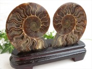 台座付き2枚セット アンモナイト スライス化石 専用木製台座付 約455g 2枚セットの重さ 幸運を呼び込む石 アンモナイト化石 生物起源の宝石 時の瞑想者