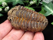 三葉虫 化石 最大幅59mm 重さ45.6g 太古の海の支配者 福を呼ぶ縁起物 アサフス コレクション 示準化石 化石標本 一点もの モロッコ産 パワーストーン 天然石