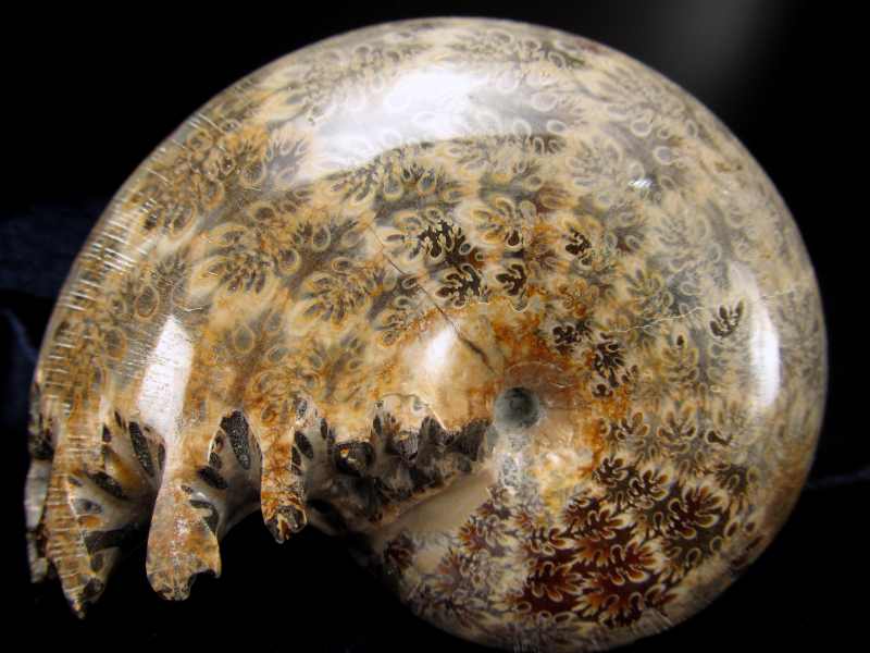 美しい枝のようなパターン テンドリック アンモナイト 化石 幅92mm 重さ321.5g クレオニセラス 幸運を呼び込む石 一点もの