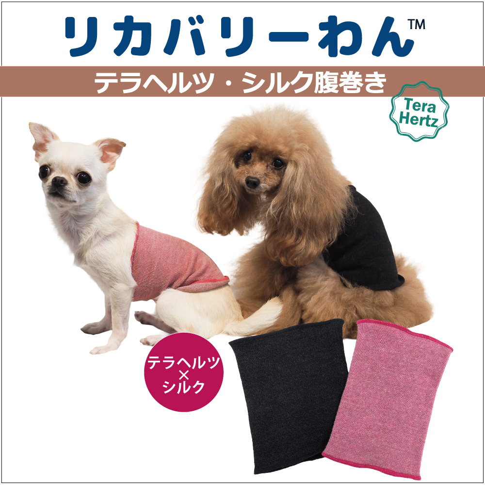 犬リカバリーグッズ ヘルニアやお腹の弱い子にオススメ！【テラヘルツワン・シルク腹巻】7301[犬腹巻き] 